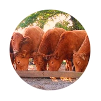 Linha de Crédito Alimentação Animal