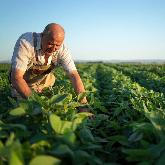 agricultor-em-exploracao-agricola